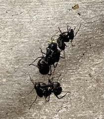Camponotus