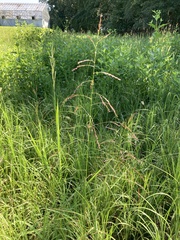 Sorghum halepense
