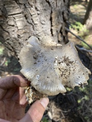 Lyophyllum