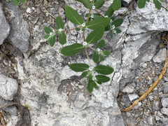 Euphorbia pediculifera