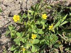 Oxalis dillenii