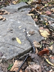 Pantherophis spiloides