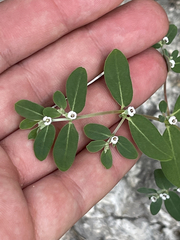 Euphorbia pediculifera