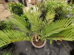 Zamia