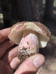 Russula xerampelina