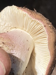Russula xerampelina