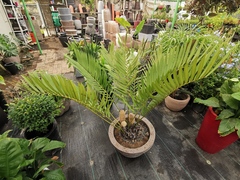 Zamia