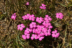 Dianthus pavonius