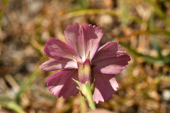 Dianthus pavonius
