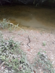 Nerodia rhombifer