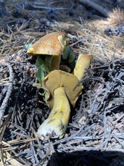 Suillus tomentosus