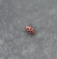 Coleomegilla maculata