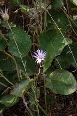 Xeranthemum annuum