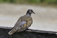 Streptopelia turtur