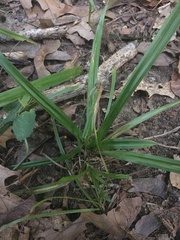 Hypoxis hirsuta