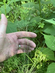 Eragrostis spectabilis