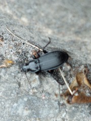 Pterostichus