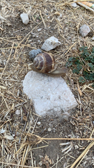 Helix lucorum