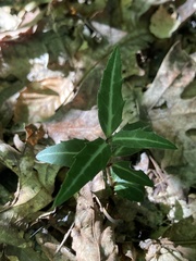 Chimaphila maculata