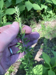 Lespedeza cuneata