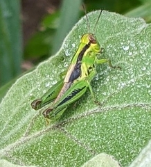 Melanoplus bivittatus