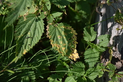 Puccinia urticata
