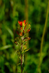Castilleja coccinea
