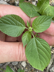 Acalypha ostryifolia
