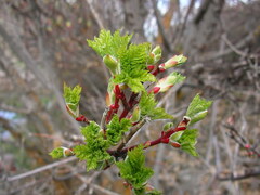 Acer glabrum douglasii