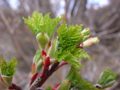Acer glabrum douglasii