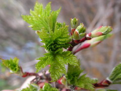 Acer glabrum douglasii