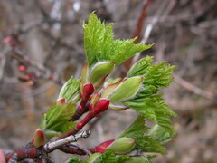 Acer glabrum douglasii