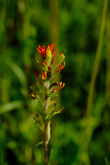 Castilleja coccinea