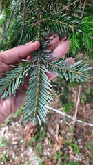 Abies nordmanniana