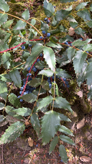 Berberis nervosa