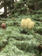 Cedrus libani