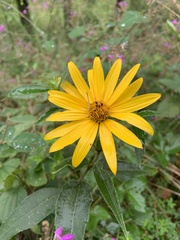 Helianthus divaricatus
