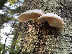 Pleurotus ostreatus