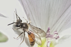 Andrena pellucens