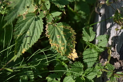 Puccinia urticata