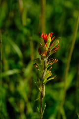 Castilleja coccinea