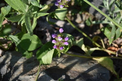 Prunella vulgaris vulgaris