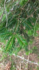 Abies nordmanniana