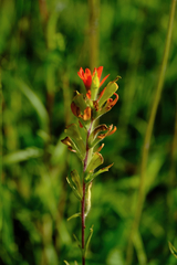 Castilleja coccinea