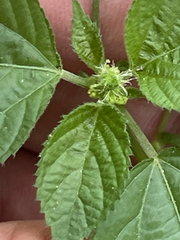 Acalypha ostryifolia