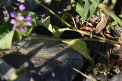 Prunella vulgaris vulgaris