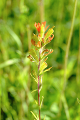 Castilleja coccinea