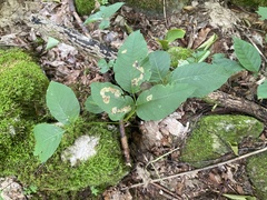 Cameraria guttifinitella