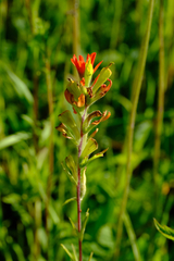 Castilleja coccinea