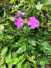 Phlox glaberrima